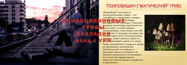 ГАЛЛЮЦИНОГЕННЫЕ ГРИБЫ Горно-Алтайск