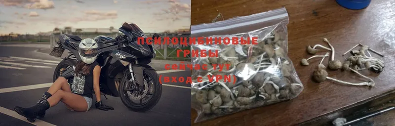 наркошоп  Данков  Псилоцибиновые грибы Psilocybine cubensis 